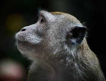 monkey
